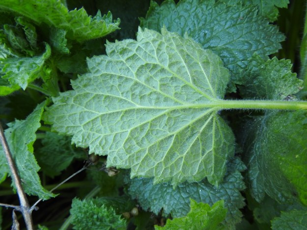 Scrophularia vernalis - kevätsyyläjuuren lehtilaita on aika syvästi ja toistamiseen terävähampainen. Lavan alapinta on erityisesti suonia myöten karvainen ja nystykarvainen. V, Turku, Kärsämäki, Paltta, Puustellinkadun laiteella olevan, vanhan navettarakennuksen seinusta ja kadun varren joutomaakaista, 9.5.2020. Copyright Hannu Kämäräinen.