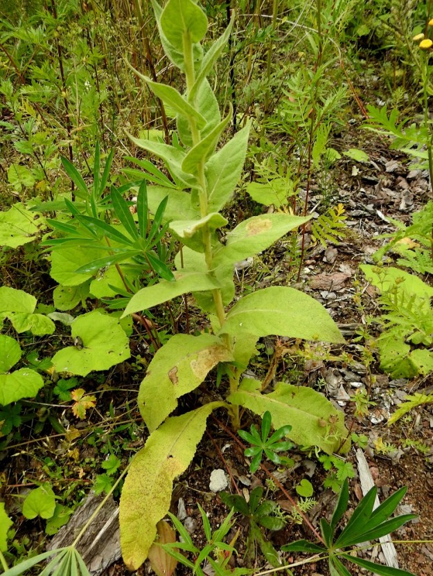 Verbascum phlomoides - rohtotulikukan varren tyvellä olevat lehdet ovat lyhytruotisia tai lähes ruodittomia ja muut lehdet ovat ruodittomia sekä varrella kierteisesti. Tyvilehtien ruoti on siipipalteinen ja lapa on lähinnä soikea tai pitkänpyöreä sekä tavallisesti noin 10-35 cm pitkä ja leveimmältä kohtaa noin 4-12 cm leveä. Tyven yläpuolisten varsilehtien tyvi on tylppä tai vartta kiertävä ja johteeton tai hyvin lyhytjohteinen. EK, Kotka, Halla, saarella oleva, laaja puuvarastoalue, suuren keskuskentän laide, 6.8.2020. Copyright Hannu Kämäräinen.