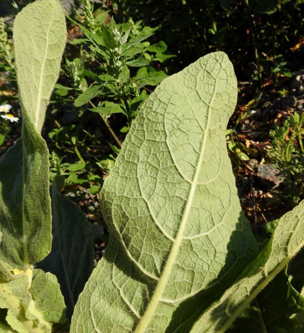 Verbascum thapsus - ukontulikukan lehti on päältä vihreä tai harmaanvihreä ja alapuolelta vaaleampi. Molemmat pinnat ovat tiheästi monihaaraisen villakarvaiset. U, Helsinki, Laajasalo, Gunillantien varsi Tahvonlahden koulun kohdalla, 27.6.2018. Copyright Hannu Kämäräinen.