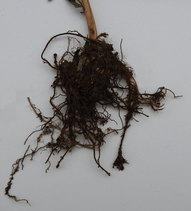 Aconitum xstoerkianum - tarhaukonhatun juurakko on lyhyehkö, mukulamainen ja monijuurinen, kuten muillakin ukonhatuilla. EK, Vehkalahti (2003 alkaen Haminaa), Vilniemi, Pitkät hiekat, merenrantametsikkö uimaranta-alueen kohdalla, 17.8.1997. Kuva näytteestä, copyright Hannu Kämäräinen.