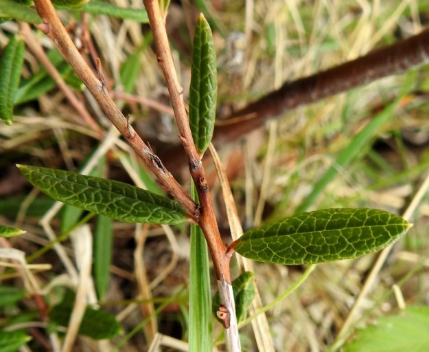 Andromeda polifolia - suokukan lehdet ovat paksut, nahkeat ja talvehtivat sekä lyhytruotiset. Ruoti on noin 1-2 mm pitkä. Lehtilapa on kapeansoikea tai suikea ja otapäinen. Yläpinta on tummanvihreä ja kupera. Keskisuoni on uurroksessa ja muu suonitus muodostaa verkkomaisen kuvion. Pituutta täysikasvuisella lavalla on tavallisesti noin 20-40 mm ja leveyttä leveimmältä kohtaa noin 4-10 mm. Ks, Kuusamo, Vasaraperä, Jäkäläniemi, Yli-Kitka -järven kaakkoisranta Mäntyniementien varressa, 13.6.2019. Copyright Hannu Kämäräinen.