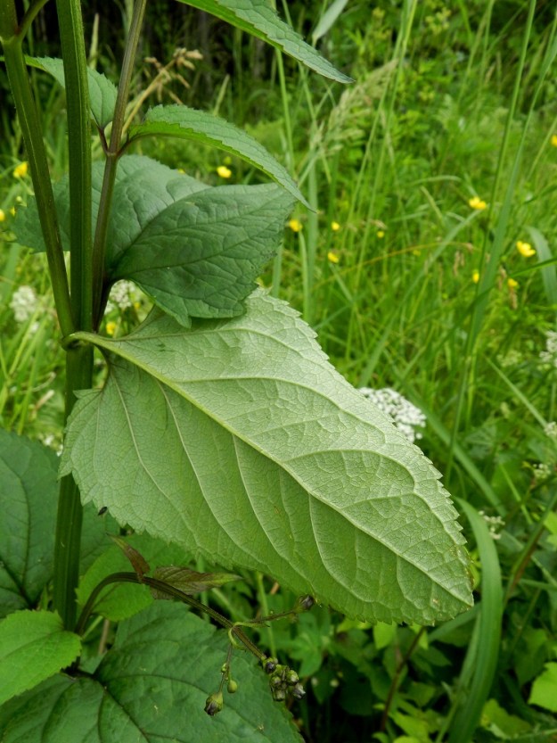 Scrophularia nodosa - (tumma)syyläjuuren lehdet ovat päältä usein tummanvihreät, mutta voivat olla vaaleammatkin. Alapinta on yläpuolta vaaleampi. Lehtiruoti on yleensä noin 1-4 cm pitkä. Varsi on tanakka, ja nelisärmäinen. Särmät voivat olla myös kapeasti palteiset. EH, Hämeenlinna, Idänpää, Papinniitty, Aulangonjärven eteläpuoli, Kihtersuolta Papinniittyyn vievän kävelytien varsi, 3.7.2012. Copyright Hannu Kämäräinen.