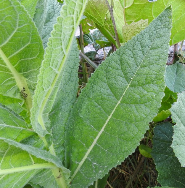 Verbascum phlomoides - rohtotulikukan tyven yläpuolisten varsilehtien laita on hampainen tai nyhäinen. Lavan malli vaihtelee ja se voi olla kuvan tavoin leveänsuikea tai soikeahko. U, Helsinki, Laajasalo, Tahvonlahden koillispuoli, Mellinintien viereisen ulkoilupolun varsi Tahvonlahden koulun kentän eteläpuolella, 27.6.2018. Copyright Hannu Kämäräinen.