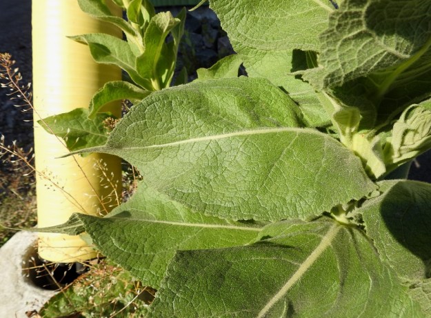 Verbascum phlomoides - rohtotulikukan tyven yläpuoliset varsilehdet voivat olla myös leveänpuikeat ja jyrkästi kaveten päättyä pitkään, hyvin kapeaan ja terävään kärkeen. Tällöin lehden ulkomuoto poikkeaa paljon edellisen kuvan lehdestä. Lehdet ovat molemmin puolin tiheähkösti tai lähes huopamaisesti lyhytkarvaiset. U, Helsinki, Laajasalo, Tahvonlahden koillispuoli, Gunillantien ja Taubenkujan kulmaus parkkitalon vierustalla, 27.6.2018. Copyright Hannu Kämäräinen.