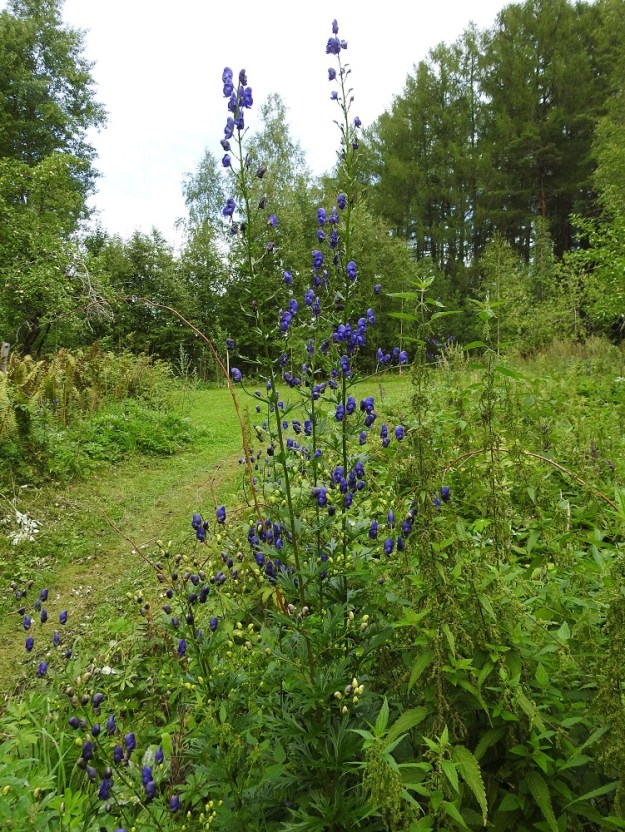 Aconitum xstoerkianum - tarhaukonhattu on vanha koristekasvi, joka on siellä täällä eri puolilla Suomea levinnyt lähiluontoon tai pysyy sinnikkäänä viljelyjäänteenä entisillä asuinpaikoilla. Se on tavallisesti noin 80-150 cm korkea. Kukinto on alaosastaan haarova, harsuhko ja tähkämäinen terttu. EH, Hämeenlinna, Pullerinmäki, Viisari, Kahtoilammen ranta-alue uimarannan kohdalla, 4.8.2018. Ellei toisin mainita, kuvat ovat tältä samalta kasvupaikalta. Copyright Hannu Kämäräinen.