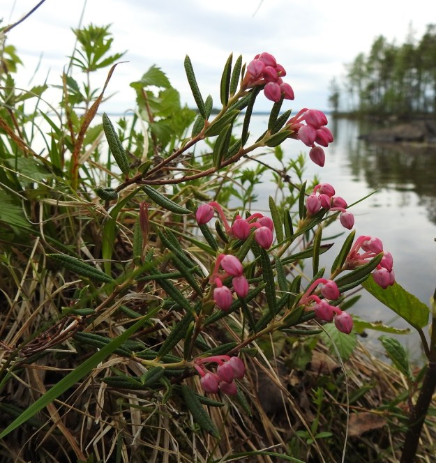 Andromeda polifolia - suokukka on sopivilla kasvupaikoilla yleinen kaikissa eliömaakunnissa. Se on kesäkuun puolivälin maissa Kuusamon korkeudella vasta nuppuvaiheessa. Ks, Kuusamo, Vasaraperä, Jäkäläniemi, Yli-Kitka -järven kaakkoisranta Mäntyniementien varressa, 13.6.2019. Copyright Hannu Kämäräinen.