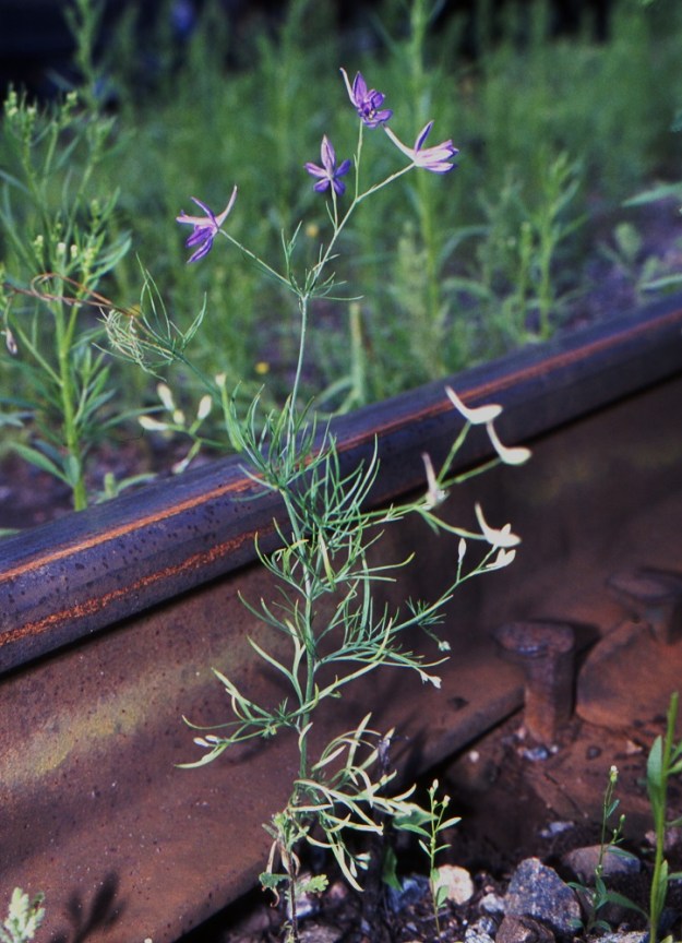 Delphinium consolida subsp. consolida (Consolida regalis subsp. regalis) - rikkakukonkannus subsp. peltokukonkannus on Suomessa vanha viljapeltojen rikkakasvi, joka nykyvuosikymmenillä on todennäköisintä kohdata rautatieympäristössä, erityisesti paikoissa, joissa on purettu viljalasteja. EH, Lahti, keskusta, ratapiha-alueen pohjoislaita Mannerheiminkadun varressa, entisen tavara-aseman länsipuolella, 8.7.2004. Skannattu diasta. Copyright Hannu Kämäräinen.