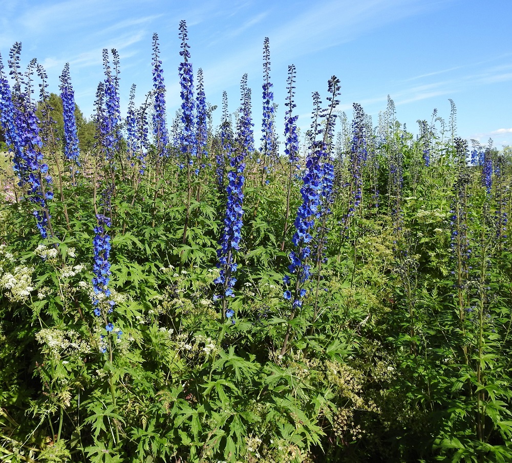 Delphinium elatum - isoritarinkannus on vanha, tavallisesti noin 50-180 cm korkea puutarhakasvi, joka on varsinkin läntisessä Pohjois-Suomessa villiytynyt asutuksen lähiympäristöön. Suotuisilla paikoilla se muodostaa näyttävän monivartisia, tiheitä ja laajojakin kasvustoja. KiL, Muonio, Yli-Muonio, Kilpisjärventien (tie E8) varressa oleva, pitkään viljelemättömänä ollut peltoalue, 11.7.2018. Ellei toisin mainita, kuvat ovat tältä samalta kasvupaikalta. Copyright Hannu Kämäräinen.