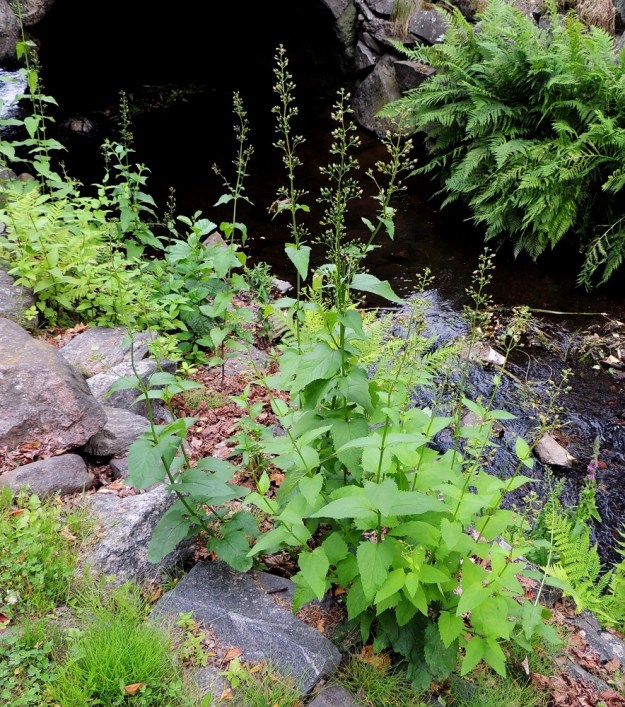 Scrophularia nodosa - (tumma)syyläjuuri on tavallisesti noin 30-100 cm korkea. Yksilöt ovat haarattomia tai yläosastaan haarovia. Toisinaan tyveltä asti ja juuristosta nousee monivartinen ja tiheä kasvusto. St, Rauma, Tarvonsaari, Raumanjoen pohjoisranta kirkon kohdalla, joen ylittävän Isopoikkikadun länsipuolella, 13.7.2014. Copyright Hannu Kämäräinen.