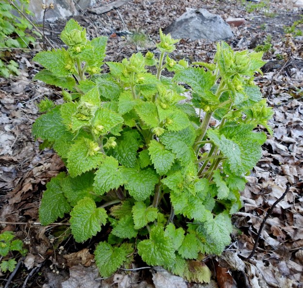 Scrophularia vernalis - kevätsyyläjuuri on Suomessa alunperin harvinainen koristekasvi, joka voi säilyä pitkään jäänteenä tai villiytyä lähiseuduille ja maansiirtojen avulla kauemmaksikin. Se nousee maasta usein tiheinä varsiryhminä. V, Turku, Kärsämäki, Paltta, Puustellinkadun laiteella olevan, vanhan navettarakennuksen seinusta ja kadun varren joutomaakaista, 9.5.2020. Copyright Hannu Kämäräinen.