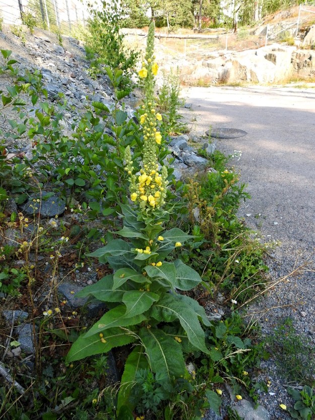 Verbascum densiflorum - akantulikukka on tanakka, runsaslehtinen ja toisinaan kukinnoltaan haarova. Se on tavattu Suomesta vain muutaman kerran. U, Helsinki, Laajasalo, Tahvonlahden koillispuoli, Mellinintieltä kohti rantaa laskevan ulkoilupolun alku, uran laide, 15.7.2019. Copyright Hannu Kämäräinen.