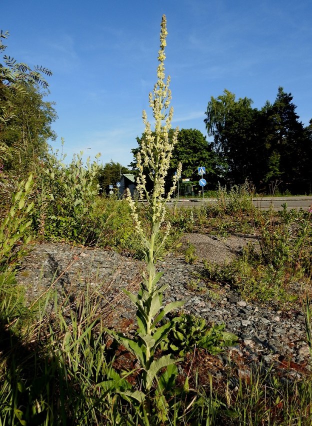 Verbascum lychnitis - käentulikukka on tavallisesti noin 50-120 cm korkea, pysty ja kukinnoltaan haarova. Se on Suomessa hyvin harvinainen tulokas tai karkulainen, josta on vain muutama tuoreempi havainto Uudenmaan ja Varsinais-Suomen eliömaakunnista. U, Helsinki, Laajasalo, Tahvonlahden koillispuoli, Gunillantien sorapohjainen laitaniitty koulun kohdalla, 27.6.2018. Copyright Hannu Kämäräinen.
