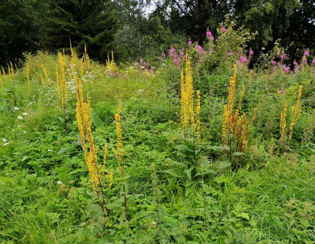Verbascum nigrum - tummatulikukka on Etelä-Suomessa muinaistulokas ja vanhan asutuksen ilmentäjälaji. Kasvupaikkoina ovat lähinnä asutuksen piirissä olevat niityt, pientareet, metsänreunat, kalliokumpareet, tienvarret ja joutomaat sekä pihapiirit. EH, Pälkäne, Äimälä, Äimäläntien varsi Nikkilän ja Lassilan tilojen eteläpuolella, 24.7.2013. Copyright Hannu Kämäräinen.