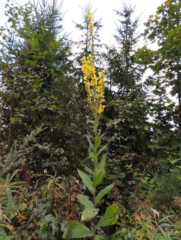 Verbascum nigrum x thapsus - tummatulikukan ja ukontulikukan risteymä on usein kookas ja jopa 150 cm korkea sekä monin tavoin välimuotoinen. Se on ainakin kasviatlakseen rekisteröityjen havaintojen mukaan harvinainen ja tavattu lähes yksinomaan vain Varsinais-Suomen, Uudenmaan ja Etelä-Hämeen eliömaakunnista. EH, Hämeenlinna, Loimalahti, Tervaniemeen vievän Loimalahdentien loppupään laitaruohikko, 7.9.2014. Copyright Hannu Kämäräinen.