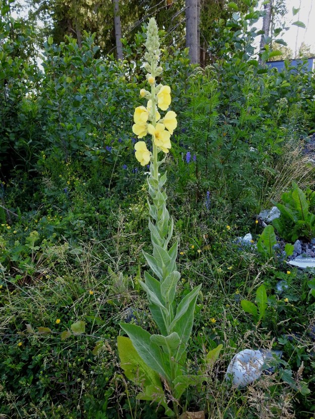 Verbascum phlomoides - rohtotulikukka on eteläisessä Suomessa hyvin harvinainen tulokas tai karkulainen. Varsinkin kukintansa alussa se herättää huomiota suurilla kukillaan. Alkuvaiheessa korkeutta on noin 50-80 cm ja kukinto on vielä lyhyt. U, Helsinki, Laajasalo, Tahvonlahden koillispuoli, Mellinintien viereisen ulkoilupolun varsi Tahvonlahden koulun kentän eteläpuolella, 27.6.2018. Copyright Hannu Kämäräinen.