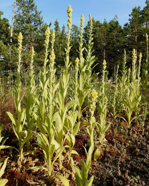 Verbascum thapsus - ukontulikukka voi kasvaa tiheinäkin kasvustoina sopivilla paikoilla. Sen tapaa usein kedoilta, kallioiden laiteilta, pientareilta, teitten ja ratojen varsilta sekä sorakentiltä ja joutomailta. Kuvassa varsien tyvellä näkyvät kuihtuneet, edellisvuotiset ruusukelehdet. A, Jomala, Kungsö, Tomtebo, Hamnnäs, Strandslingan-tien kallioinen laitakangas, 10.7.2017. Copyright Hannu Kämäräinen.