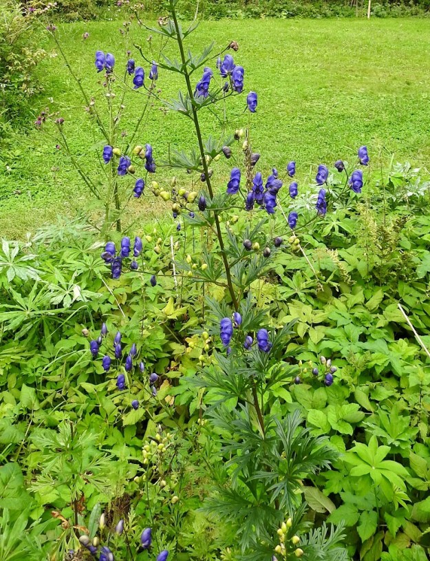 Aconitum xstoerkianum - tarhaukonhatun kukinnon alaosassa on yleensä kymmenkunta lehtihankaista haaraa. EH, Hämeenlinna, Pullerinmäki, Viisari, Kahtoilammen ranta-alue uimarannan kohdalla, 4.8.2018. Copyright Hannu Kämäräinen.