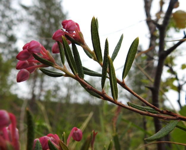 Andromeda polifolia - suokukan kukkien punaväri on voimakkaimmillaan nuppuvaiheessa. Nuput ovat lähinnä kartiomaiset ja särmikkäät. Ks, Kuusamo, Vasaraperä, Jäkäläniemi, Yli-Kitka -järven kaakkoisranta Mäntyniementien varressa, 13.6.2019. Copyright Hannu Kämäräinen.