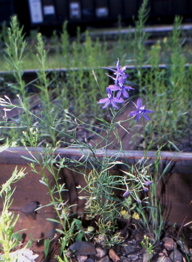 Delphinium consolida subsp. consolida (Consolida regalis subsp. regalis) - rikkakukonkannus subsp. peltokukonkannus on rikkakasvitaustastaan huolimatta määritelty Suomessa erittäin uhanalaiseksi (2019). Peltojen rikkakasvina se onkin jo lähes tai kokonaan hävinnyt. Nykyisin sitä voi tavata hyvin harvinaisena satunnaistulokkaana lähinnä mylly- ja viljavarastoalueilta, ratapihoilta sekä satamista. EH, Lahti, keskusta, ratapiha-alueen pohjoislaita Mannerheiminkadun varressa, entisen tavara-aseman länsipuolella, 8.7.2004. Skannattu diasta. Copyright Hannu Kämäräinen.