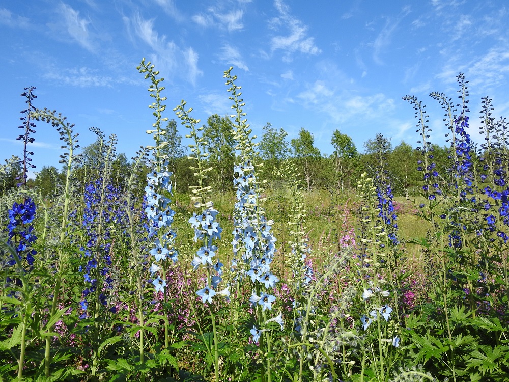 Delphinium elatum - isoritarinkannuksen kukinnon perusväri on voimakkaan sininen, mutta koristekasvijalostuksen myötä on kehitetty myös muunvärisiä lajikkeita. Kukkien väri voi olla myös vaaleansininen, lilahtava, punertava tai valkoinen. 11.7.2018. Copyright Hannu Kämäräinen.
