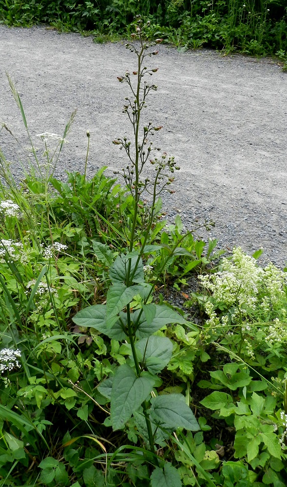 Scrophularia nodosa - (tumma)syyläjuuri on kuitenkin useimmiten yksittäisvartinen. Sen lehdet ovat varrella ristikkäisesti vastakkain. EH, Hämeenlinna, Idänpää, Papinniitty, Aulangonjärven eteläpuoli, Kihtersuolta Papinniittyyn vievän kävelytien varsi, 3.7.2012. Copyright Hannu Kämäräinen.