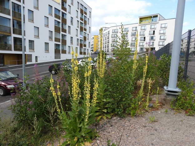 Verbascum densiflorum - akantulikukkaa ilmaantui neljän muun tulikukkalajin kera uuden asuinalueen katujen varsille ja pientareille. Aluetta oli pohjustettu muualta tuodulla täyttömaalla. Kuvauspaikan kuivalla sorapenkalla akantulikukat intoutuivat valtaisaan kasvuun. Yksilöt ovat monivartisia tai kukinnoltaan haarovia ja jättikokoisia. Taustan kaksi yksilöä ovat yli kaksi metriä korkeita. Kuvan oikeassa laidassa näkyvät kolme yksilöä ovat rohtotulikukkia, V. phlomoides. U, Helsinki, Laajasalo, Tahvonlahden koillispuoli, koulun kentän lounaiskulma Mellinintien varressa, 29.7.2019. Copyright Hannu Kämäräinen.