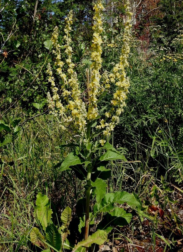 Verbascum lychnitis - käentulikukan täydessä kukintavaiheessa kukkia on usein sadoittain. Kukinnon alemmat haarat voivat venyä pitkähköiksikin ja hieman kaareviksi. U, Helsinki, Laajasalo, Tahvonlahden koillispuoli, Gunillantien sorapohjainen laitaniitty koulun kohdalla, 19.7.2018. Copyright Hannu Kämäräinen.