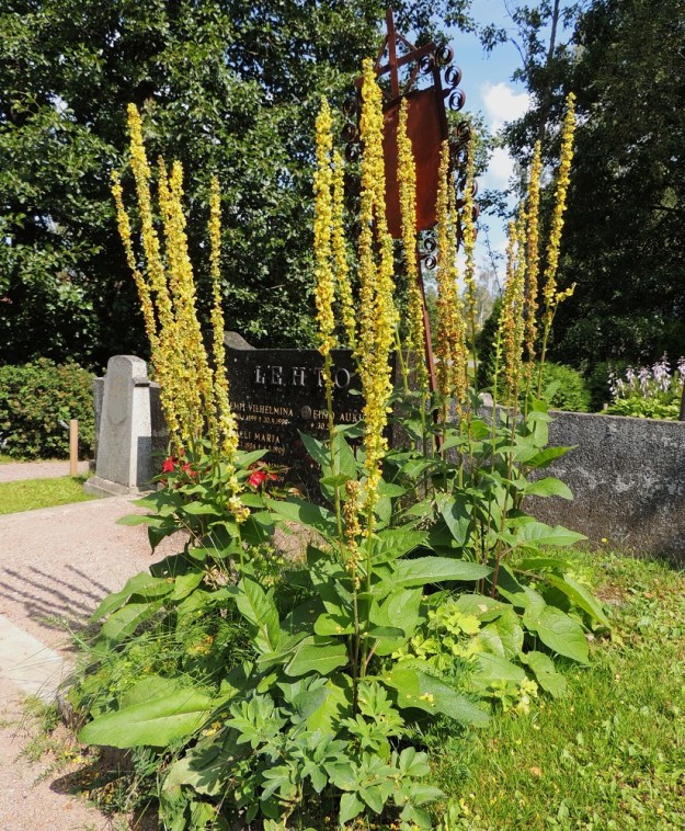 Verbascum nigrum - tummatulikukka on saapunut Suomeen ihmisen mukana ehkä jo rautakaudella. Alunperin se on ollut rohdoskasvi. Sittemmin se on sinnikkäästi seurannut eteläsuomalaisten laajenevaa elinpiiriä ja muistuttanut vielä aikojen kuluttuakin myös menneestä elämästä ja asutuksen sijoista. EH, Hämeenlinna, Renko, keskusta, kirkkoa ympäröivä hautausmaa, vanha hautapaikka, 22.7.2014. Copyright Hannu Kämäräinen.