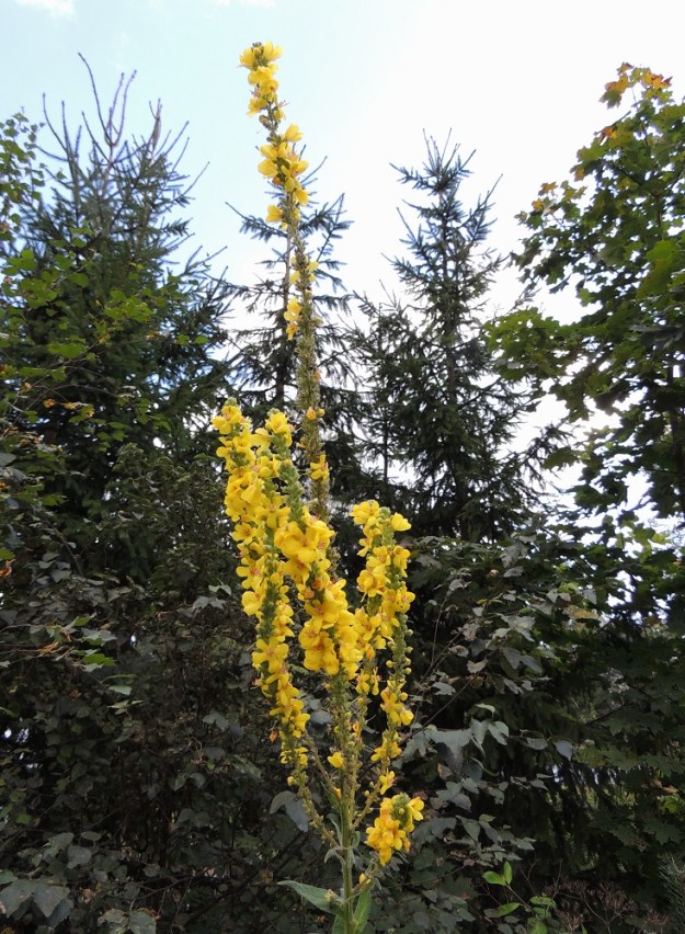Verbascum nigrum x thapsus - tummatulikukan ja ukontulikukan risteymän kukinto on kantalajien tapaan haaraton tai toisinaan alaosastaan haarova ja tähkämäinen kerrannaiskukinto, joka pitenee kukinnan edistyessä jopa 70 cm:iin. Se ei yleensä kuitenkaan ole yhtä tiheän ja tanakan patukkamainen kuin ukontulikukan kukinto. EH, Hämeenlinna, Loimalahti, Tervaniemeen vievän Loimalahdentien loppupään laitaruohikko, 7.9.2014. Copyright Hannu Kämäräinen.