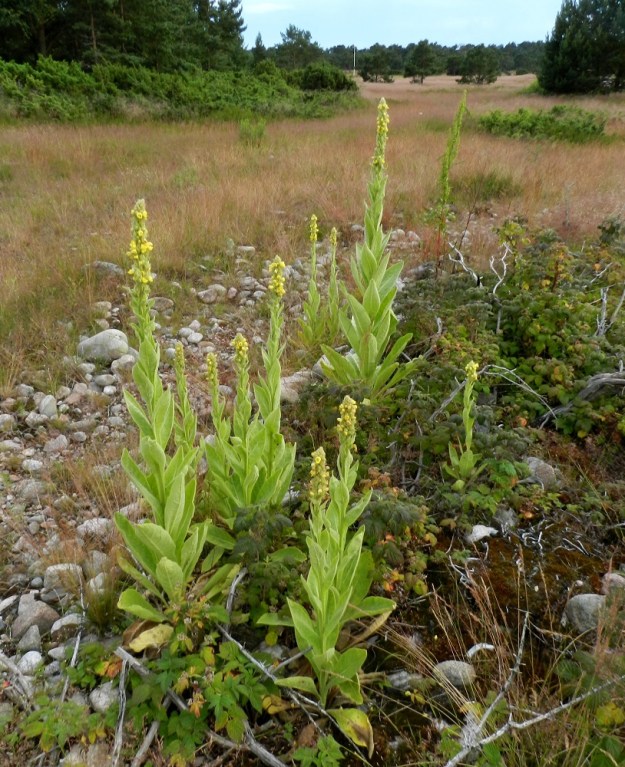 Verbascum thapsus - ukontulikukka on tanakka, runsaslehtinen ja tavallisesti noin 50-180 cm korkea ja toisinaan korkeampikin. Kukinto on useimmiten haaraton. V, Kemiönsaari, (aik. Dragsfjärd), Hiittisten saaristo, Örö, saaren keskiosan suuri ketoalue poikittaisen tien, Lyhyen ikävän, koillispuolella, 14.7.2012. Copyright Hannu Kämäräinen.