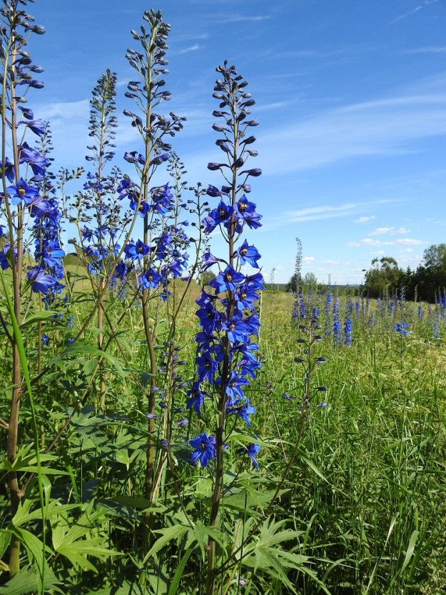 Delphinium elatum - isoritarinkannuksen kukinto on haaraton tai ylemmistä lehtihangoista haarova ja harsuhko tai tiheähkö, tähkämäinen terttu. Pääterttu on tavallisesti noin 25-60 cm pitkä ja noin 6-8 cm leveä. KiL, Muonio, Yli-Muonio, Käsivarrentien varressa oleva, pitkään viljelemättömänä ollut peltoalue, 11.7.2018. Copyright Hannu Kämäräinen.