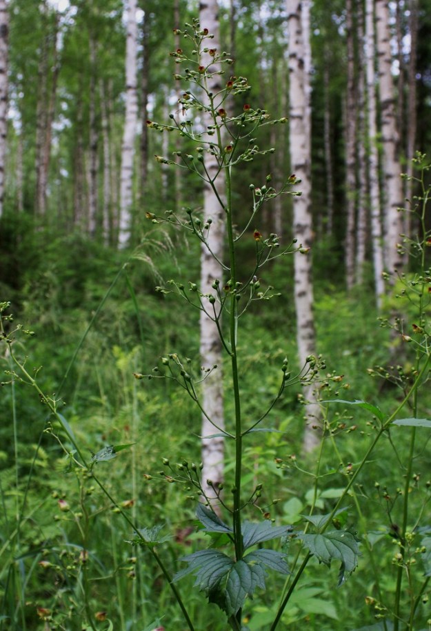 Scrophularia nodosa - (tumma)syyläjuuren kukinto on varsipäätteinen, terttumainen viuhkosto, joka pitenee kukinnan edistyessä jopa 50 cm:iin. Pääkukinnolla on leveyttä leveimmältä kohtaa yleensä noin 5-17 cm. EH, Hämeenlinna, Loimalahti, Hirsimäki, omakotialueen laitametsä Näsiäntie varrella, 4.7.2009. Copyright Hannu Kämäräinen.