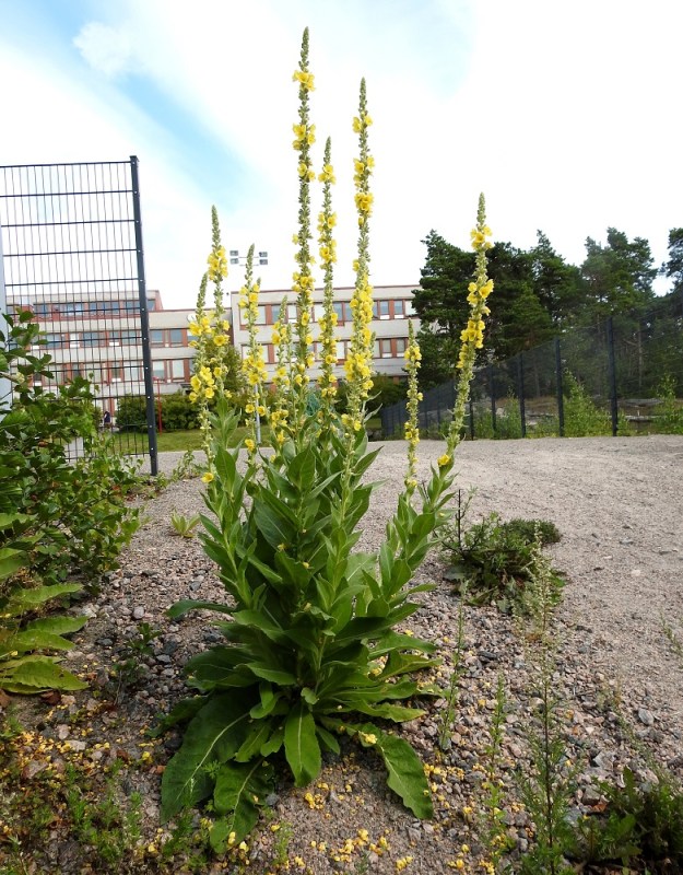 Verbascum densiflorum - akantulikukan kukinto on usein sen alapuolista vartta pitempi. Kuvassa oleva yksilö on haaronut jo aivan tyveltä ja kasvattanut kymmenen kukkavartta. U, Helsinki, Laajasalo, Tahvonlahden koillispuoli, koulun kentän lounaiskulma Mellinintien varressa, 29.7.2019. Copyright Hannu Kämäräinen.