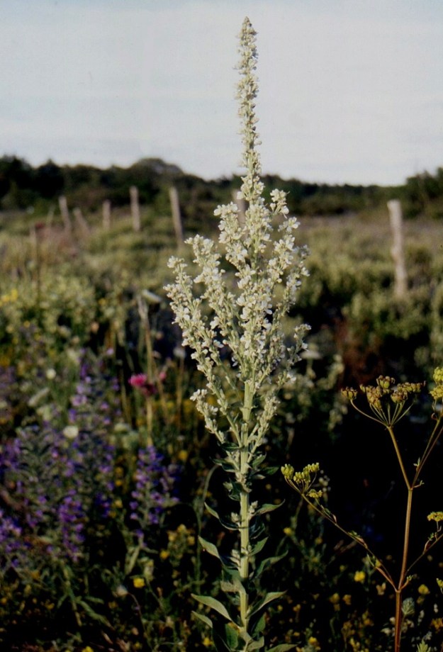 Verbascum lychnitis - käentulikukka on toisinaan myös valkokukkainen. Kukinnon pituus voi lopulta olla jopa 60 cm. Ruotsi, Öl, Öölanti, pohjoisosa, Borgholm, länsirannikko Byxelkrokista pohjoiseen, maantien laita Västeralvaret-nummialueen kohdalla, 9.7.2000. Skannattu diasta. Copyright Hannu Kämäräinen.
