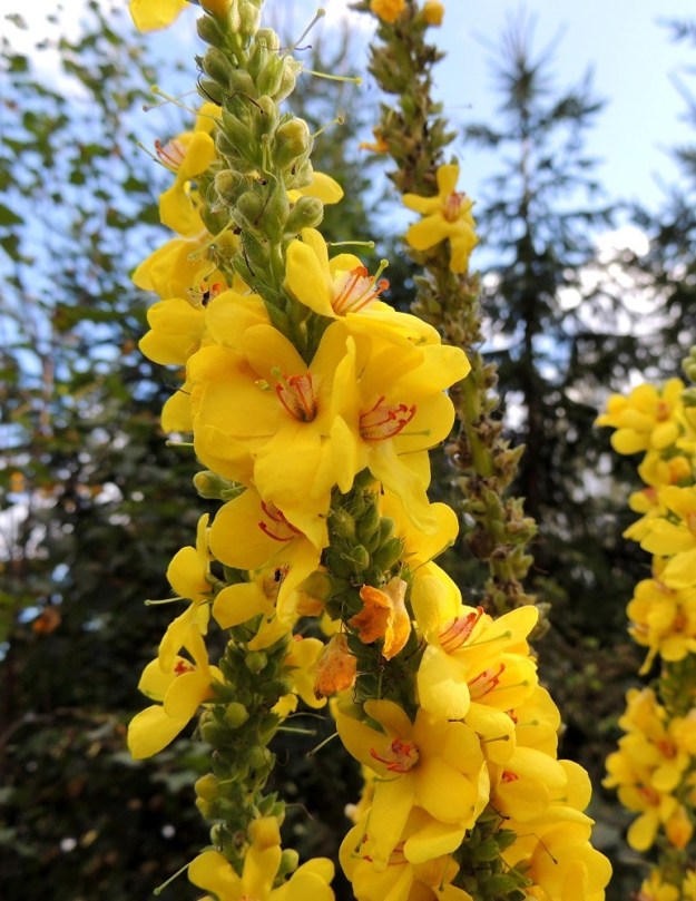 Verbascum nigrum x thapsus - tummatulikukan ja ukontulikukan risteymän kukinnon kukkaperät ovat tavallisesti enintään noin 5 mm pitkät. Verhiö on lähes tyveen asti viisiliuskainen. Liuskat ovat tavallisesti noin 5-7 mm pitkät. Kukat ovat kantalajien tavoin ryhminä, joissa kukat ovat keskenään eriaikaisia niin, että uusia kukkia avautuu pitkin kukintoa kauan aikaa. Kotahedelmiksi saakka kukat eivät kuitenkaan yleensä päädy. EH, Hämeenlinna, Loimalahti, Tervaniemeen vievän Loimalahdentien loppupään laitaruohikko, 7.9.2014. Copyright Hannu Kämäräinen.