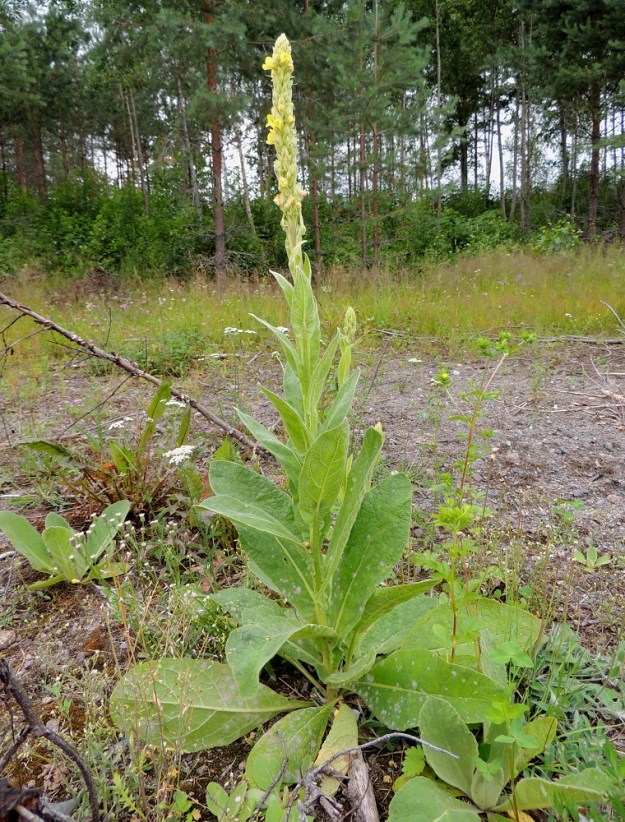 Verbascum thapsus - ukontulikukka on kaksivuotinen. Ensimmäisenä vuotena kasvaa lehtiruusuke, jonka lehdet ovat lyhytruotiset ja lavaltaan lähinnä soikeat ja pyöreäkärkiset. Ruusuke tuottaa vankan pääjuuren, joka mahdollistaa toisen vuoden kookkaan kukkavarren kasvamisen. Kukinto on varsipäätteinen ja tiheän tähkämäinen kerrannaiskukinto, joka pitenee kukinnan edistyessä vajaasta 10 cm:stä jopa 60 cm:iin. Leveyttä sillä on yleensä noin 3-5 cm. Kukinnan jälkeen syksyllä yksilö kuolee. EH, Hämeenlinna, Pullerinmäki, Hirvilammen itä- ja kaakkoispuolella oleva laaja, entinen soranottoalue, 6.7.2013. Copyright Hannu Kämäräinen.