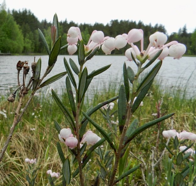 Andromeda polifolia - suokukan varret ovat puutuneet ja kukkivaa kärkeään lukuun ottamatta ruskeat tai harmahtavat ja vanhemmilta pinnoiltaan hilseilevät. Kuvan vasemmassa laidassa näkyy edellisen kasvukauden siemenkotia, joista osa on jäänyt avautumatta. Avautuneen kodankin lokeroissa on vielä soikeita, vaaleanruskeita ja noin 1 mm pitkiä siemeniä jäljellä. EH, Hämeenlinna, Pullerinmäki, Ahvenistonharjun juurella olevan Kahtoilammen luoteispään rantaneva lähellä vesirajaa, 1.6.2012. Copyright Hannu Kämäräinen.