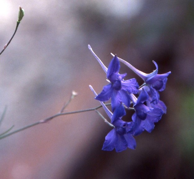 Delphinium consolida subsp. consolida (Consolida regalis subsp. regalis) - rikkakukonkannuksen subsp. peltokukonkannuksen kukintoterttu on tavallisesti 2-6-kukkainen. Kuvan vasemmassa yläkulmassa näkyy myös hedelmätuppilo. EH, Janakkala, Turenki, Kuumola, viljavaraston käytöstä poisjäänyt ratapiha-alue, 29.7.2006. Skannattu diasta. Copyright Hannu Kämäräinen.