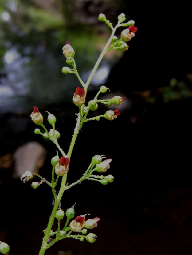 Scrophularia nodosa - (tumma)syyläjuuren kukintoviuhkoston osakukinnoissa on noin 5-10 kukkaa. Kukat ovat ryhmässä keskenään eri kehitysvaiheissa. Osaviuhkossa on vain noin 1-3 kukkaa kerrallaan kukintavaiheessa samalla, kun osa on nuppujen eri kehitysvaiheissa ja osa on jo saavuttanut hedelmäasteen. Näin kukkia riittää pitkään koko viuhkoston alueelle. St, Rauma, Tarvonsaari, Raumanjoen pohjoisranta kirkon kohdalla, joen ylittävän Isopoikkikadun länsipuolella, 13.7.2014. Copyright Hannu Kämäräinen.