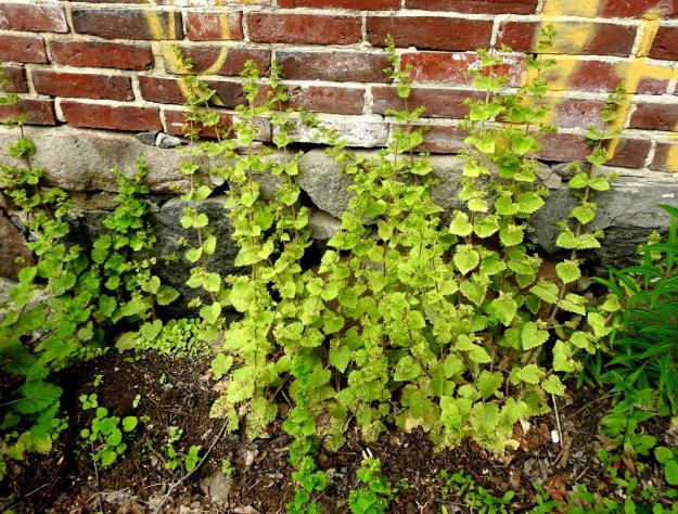 Scrophularia vernalis - kevätsyyläjuuren lehtihankainen viuhkosto usein yltää suurimpaan osaan koko vartta, valoisalla ja vapaalla kasvupaikalla jopa lähes tyveen asti. Kasvupaikkoina ovat lähinnä vanhat tai entiset puutarhat, rakennusten seinustat, tienvarret ja pientareet sekä maankaatopaikat ja joutomaat. V, Turku, Kärsämäki, Paltta, Puustellinkadun laiteella olevan, vanhan navettarakennuksen seinusta ja kadun varren joutomaakaista, 25.6.2019. Copyright Hannu Kämäräinen.
