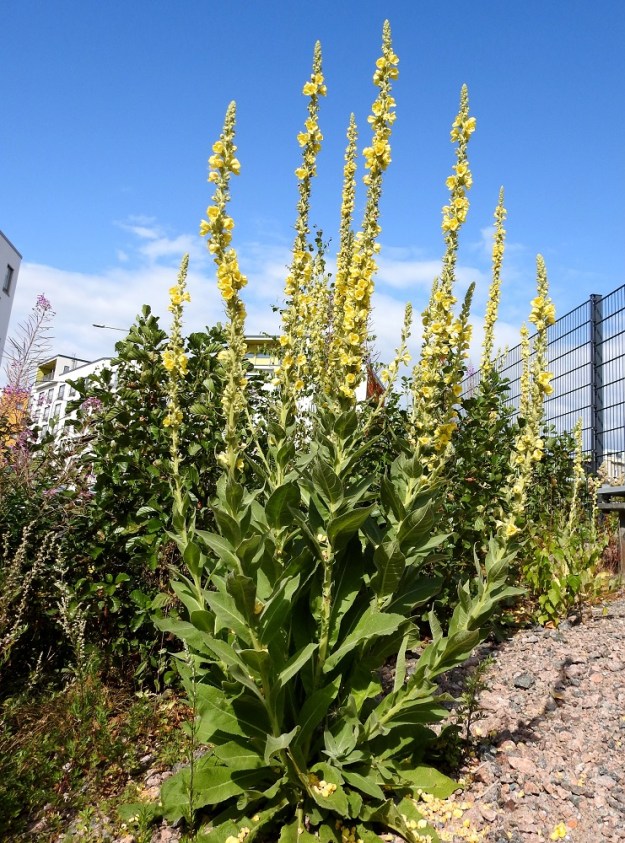 Verbascum densiflorum - akantulikukan kukat ovat näyttävinä ryöppyinä pitkin kukintoa. Lehdet ovat samanlaiset kuin rohtotulikukalla, V. phlomoides, johteisuutta lukuun ottamatta. U, Helsinki, Laajasalo, Tahvonlahden koillispuoli, koulun kentän lounaiskulma Mellinintien varressa, 29.7.2019. Copyright Hannu Kämäräinen.