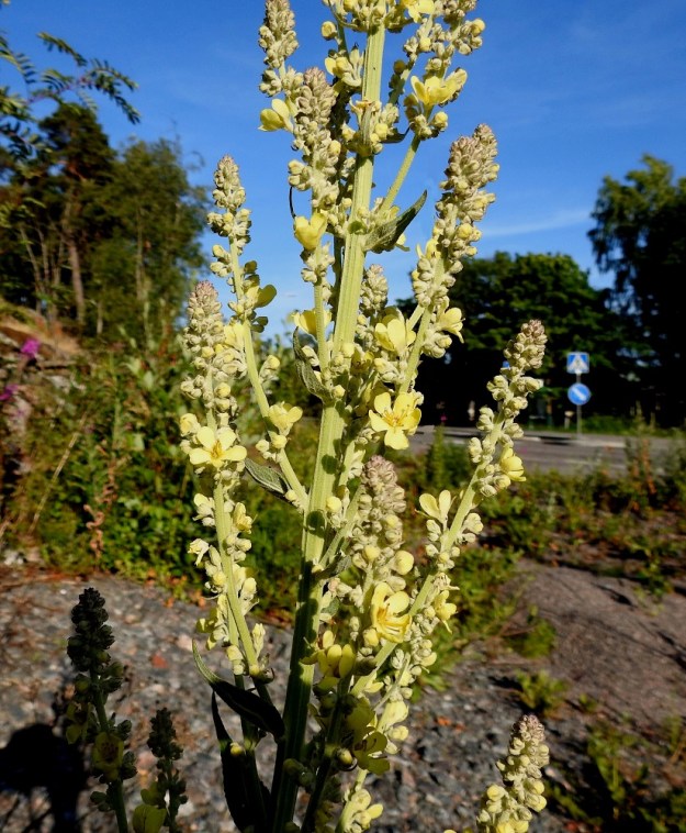 Verbascum lychnitis - käentulikukan kukinto on latvaa lukuun ottamatta koko matkaltaan haarova. Se on huopamaisen, hyvin lyhyen karvoituksen peitossa ja sen vuoksi näyttää erityisesti kukinnan alkuvaiheessa harmahtavalta. U, Helsinki, Laajasalo, Tahvonlahden koillispuoli, Gunillantien sorapohjainen laitaniitty koulun kohdalla, 27.6.2018. Copyright Hannu Kämäräinen.