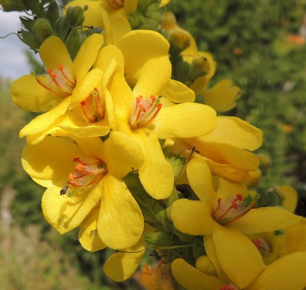 Verbascum nigrum x thapsus - tummatulikukan ja ukontulikukan risteymän teriö on yleensä noin 15-25 mm leveä. Se on kantalajien tavoin keltainen, tyveltään yhdiskasvuinen, ratasmainen ja lyhyttorvinen sekä lähes säteittäisesti viisiliuskainen. Liuskat ovat soikeahkot, kapean vastapuikeat tai lähes tasalevyiset ja päästään pyöreämuotoiset. Ne ovat useimmiten noin 8-13 mm pitkät ja noin 6-9 mm leveät. Lähellä liuskan tyveä ei yleensä ole sinipunaista väriläiskää kuten tummatulikukalla. Heteitä on viisi, mutta toisinaan lukumäärä voi vaihdellakin (kuvassa lukumäärä on 4-5). EH, Hämeenlinna, Loimalahti, Tervaniemeen vievän Loimalahdentien loppupään laitaruohikko, 7.9.2014. Copyright Hannu Kämäräinen.
