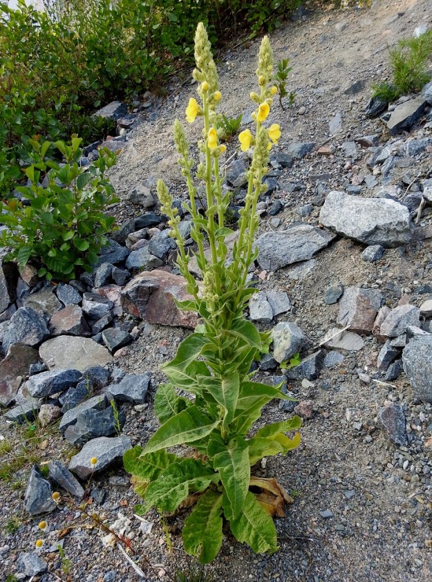Verbascum phlomoides - rohtotulikukan kukinto voi joskus olla myös monihaarainen. Varsilehtien muoto vaihtelee eri yksilöillä. Aika usein niiden lapa suippenee kolmiomaisesti teräväksi kärjeksi. U, Helsinki, Laajasalo, Tahvonlahden koillispuoli, Mellinintieltä kohti rantaa laskevan ulkoilupolun alku, uran laide, 15.7.2019. Copyright Hannu Kämäräinen.
