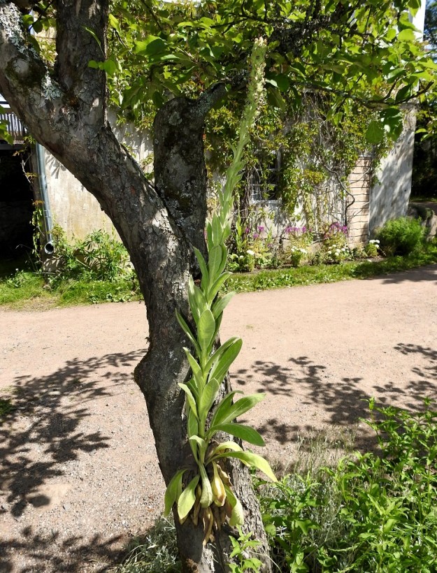 Verbascum thapsus - ukontulikukan soveltuvuuden ja sopeutumisen kuiviin ja karuihin kasvupaikkoihin todistaa myös oheinen kuva, jossa se on ikään kuin päällyskasvina omenapuulla. Korkean kasvin siemen on esim. tuulen voimasta lennähtänyt puun halkeamaan, jonne on ehkä maatunut sopivasti kariketta. Ahtaasta halkeamasta on sitten versonut kesällä 2019 lehtiruusuke, jonka kuihtuneet lehdet ovat kuvassa edelleen näkyvillä. Kuvausvuonna on riittänyt ravinteita ja energiaa kasvattaa potra, reippaasti yli metrinen kukkavarsi. V, Turku, Kohmo, Kuralan Kylämäki, kahvilarakennuksen länsipuolella oleva omenapuu, 16.7.2020. Copyright Hannu Kämäräinen.