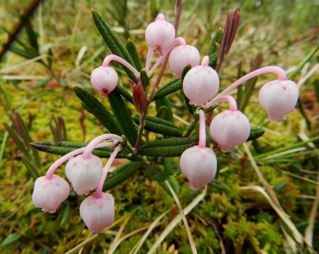 Andromeda polifolia - suokukan kukat, kukkaperät ja verhiöt ovat yleisimmin vaaleanpunaiset. Kukkaperä on kärkiosastaan kaareva ja tavallisesti noin 7-15 mm pitkä. Verhiö on säteittäisesti ja syvään viisiliuskainen. Liuskat ovat puikeat tai kolmiomaiset ja tavallisesti noin 1,5 mm pitkät. Jo kukintavaiheessa alkavat uudet vuosiversot kasvaa. EH, Hämeenlinna, Pullerinmäki, Ahvenistonharjun juurella olevan Kahtoilammen luoteispään rantaneva lähellä vesirajaa, 1.6.2012. Copyright Hannu Kämäräinen.