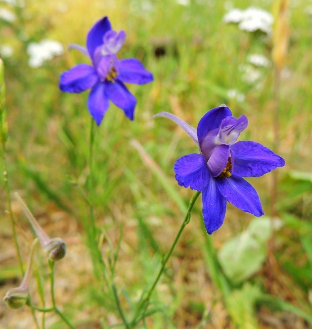 Delphinium consolida subsp. consolida (Consolida regalis subsp. regalis) - rikkakukonkannuksen subsp. peltokukonkannuksen kukka on tavallisesti noin 20-35 mm leveä. Viisi terälehtimäistä verholehteä ovat lähinnä soikeahkot ja yleensä noin 11-20 mm pitkät sekä noin 5-10 mm leveät. Ylin verholehti on kannuksellinen. V, Naantali, satama, Satamatien varressa kulkeva viljavaraston käytöstä pois jäänyt raide varaston kohdalla, 12.7.2014. Copyright Hannu Kämäräinen.