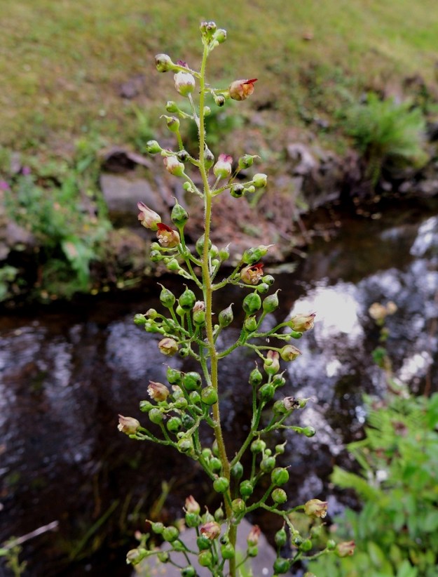Scrophularia nodosa - (tumma)syyläjuuren kukinnon osaviuhkot voivat haaroa myös toistamiseen. Kukat ja koko kukintokin ovat aika huomaamattomat ja hukkuvat katseelta helposti ympäröivään vihreyteen. Lajin pääpölyttäjinä ovat ampiaiset, jotka löytävät paikalle ilmeisesti koko kasvin erittämän hajun perusteella. St, Rauma, Tarvonsaari, Raumanjoen pohjoisranta kirkon kohdalla, joen ylittävän Isopoikkikadun länsipuolella, 13.7.2014. Copyright Hannu Kämäräinen.
