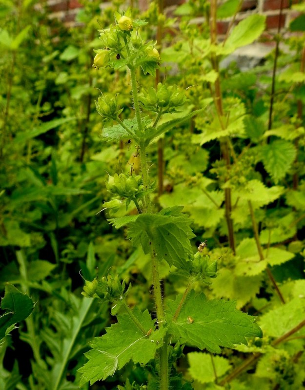 Scrophularia vernalis - kevätsyyläjuuri on jo nimensäkin mukaan kevään kukkija. Paras kukintavaihe sijoittuukin toukokuulle. Kasvi kuitenkin koko ajan pitenee saavuttaen jopa metrin korkeuden. Samalla se hiipuvana loppukukintana voi tuottaa latvaansa uusia kukkia vielä jopa kesäkuun loppupuolella. Lehtihankojen kukkaviukot ovat yksinkertaisia tai toistamiseen haarovia ja kukkien määrä niissä vaihtelee tavallisesti välillä 2-25. Latvan lehtihangoissa kukat voivat toisinaan olla yksittäinkin. V, Turku, Kärsämäki, Paltta, Puustellinkadun laiteella olevan, vanhan navettarakennuksen seinusta ja kadun varren joutomaakaista, 25.6.2019. Copyright Hannu Kämäräinen.