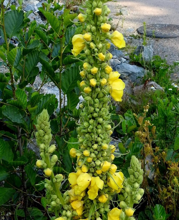 Verbascum densiflorum - akantulikukka on nimensä mukaisesti tiheäkukkainen. Yksi erottava tekijä lähilajiin, rohtotulikukkaan, V. phlomoides, löytyy kukkaryhmien tukilehdistä, jotka ovat varsinkin kukinnon keskivaiheilla pitkä- ja teräväkärkisiä sekä yleensä noin 15-40 mm pitkiä. Rohtotulikukalla ne ovat aika samanmalliset mutta useimmiten vain noin 9-15 mm pitkät. U, Helsinki, Laajasalo, Tahvonlahden koillispuoli, Mellinintieltä kohti rantaa laskevan ulkoilupolun alku, uran laide, 15.7.2019. Copyright Hannu Kämäräinen.